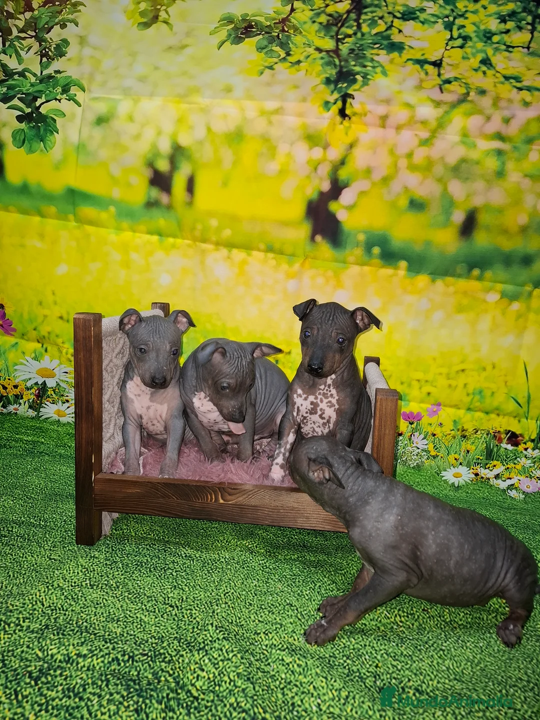 Perro Sin Pelo de Perú perros en venta: ULTIMO MACHO de American hairles terrier  - Anuncio 1