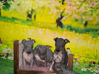 Perro Sin Pelo de Perú perros en venta: American hairles terrier - Anuncio 4