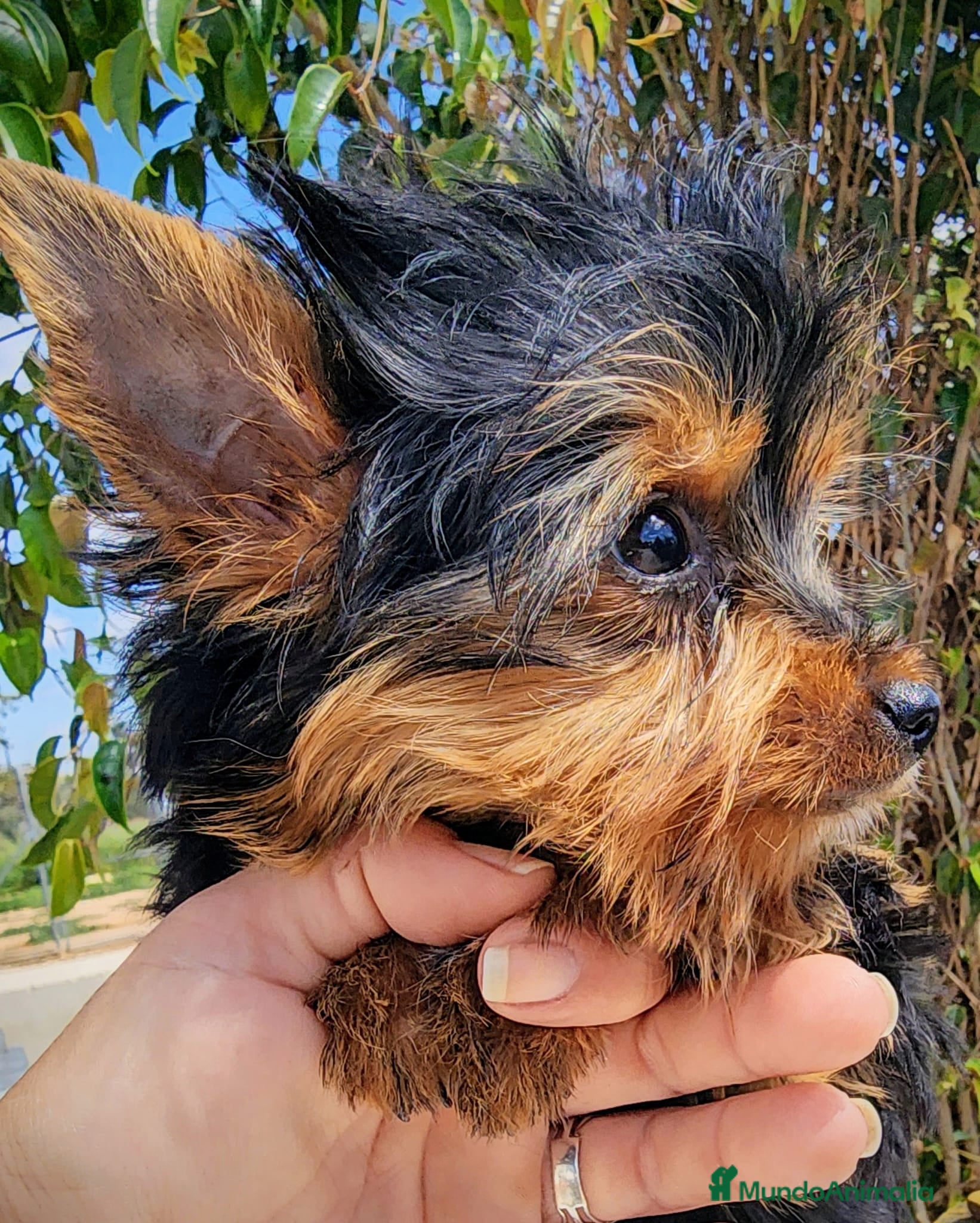 Yorkshire Terrier perros Yorki precio real  - Anuncio 1