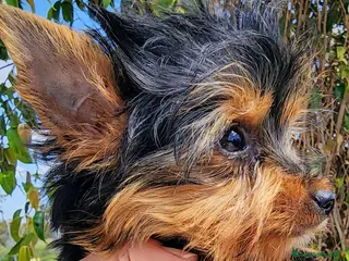 Yorkshire Terrier perros Yorki precio real - Anuncio 3