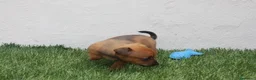 Raza Mixta perros en venta: Minijack  - Anuncio 6