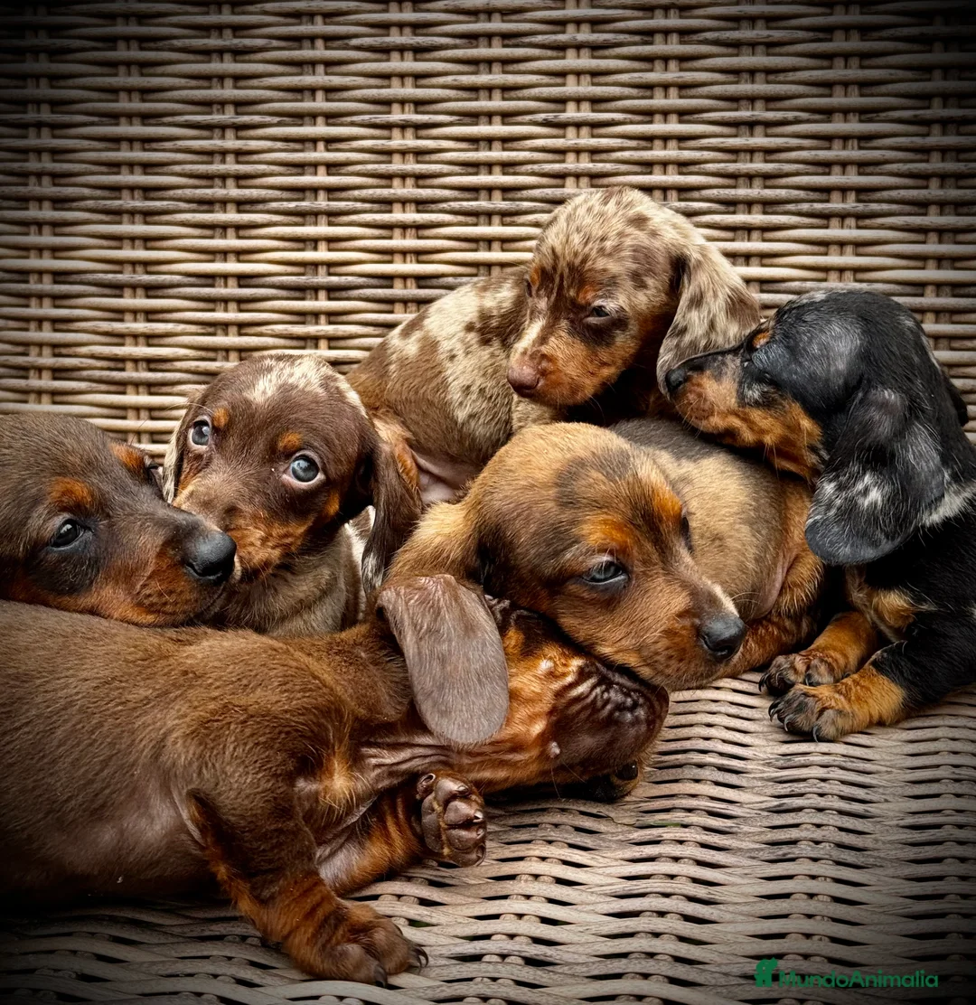 Teckel Miniatura perros en venta: Teckel mini - Anuncio 10