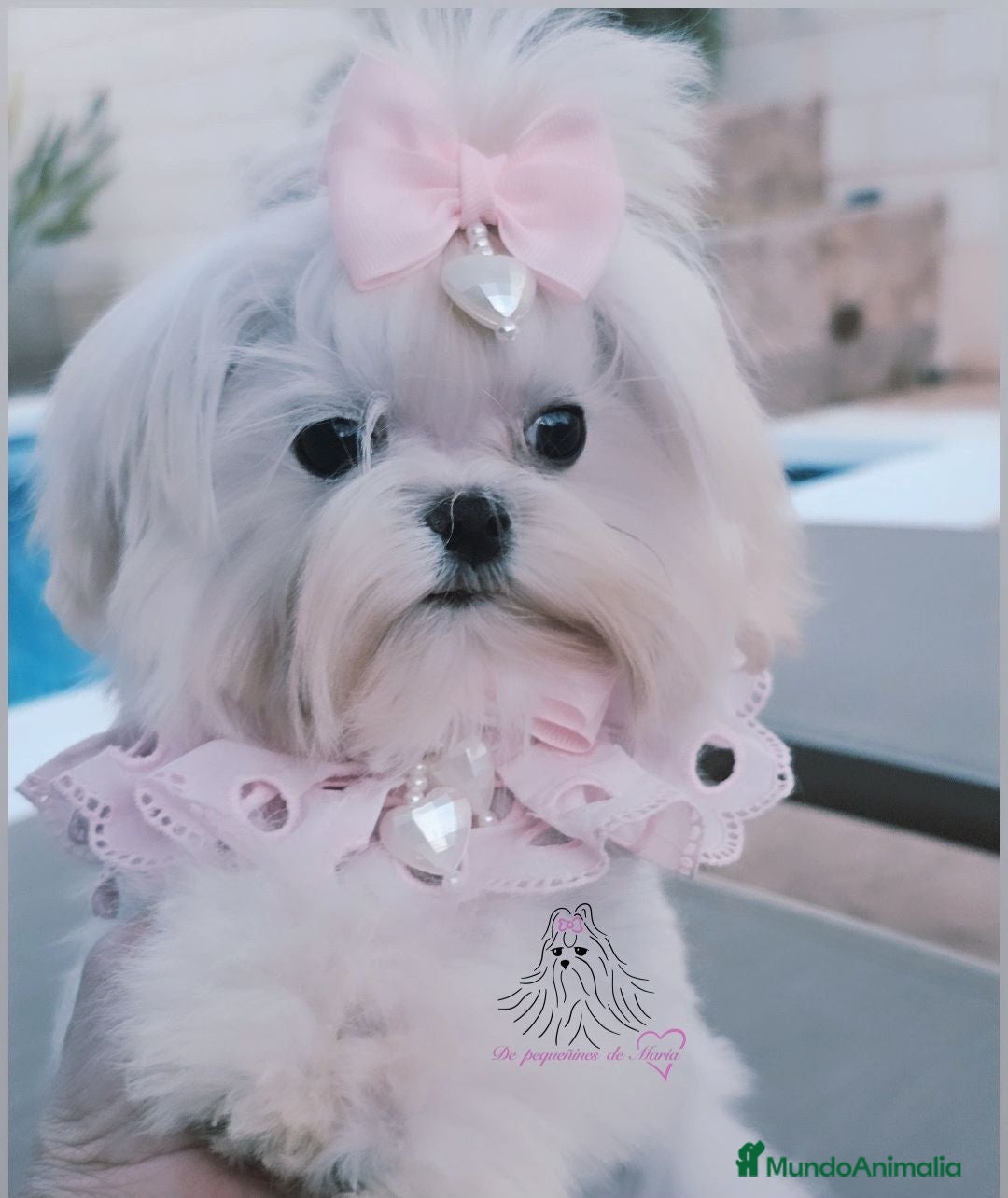 Bichón Maltés perros Bichon maltes coreano miniatura  - Anuncio 2
