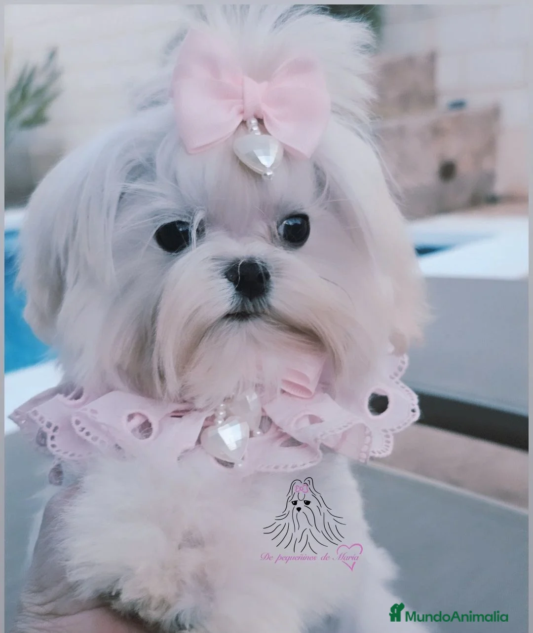 Bichón Maltés perros en venta: Bichon maltes coreano miniatura  - Anuncio 1