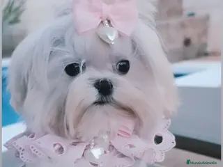 Bichón Maltés perros Bichon maltes coreano miniatura - Anuncio 2