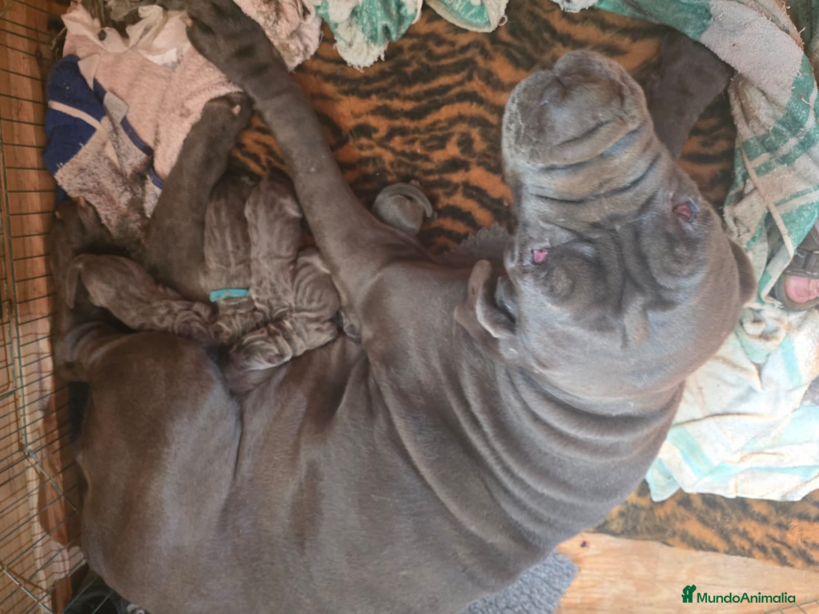 Mastín Napolitano perros Mastín Napolitano - Anuncio 1