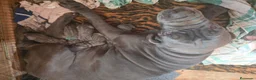 Mastín Napolitano perros en venta: Mastín Napolitano - Anuncio 5