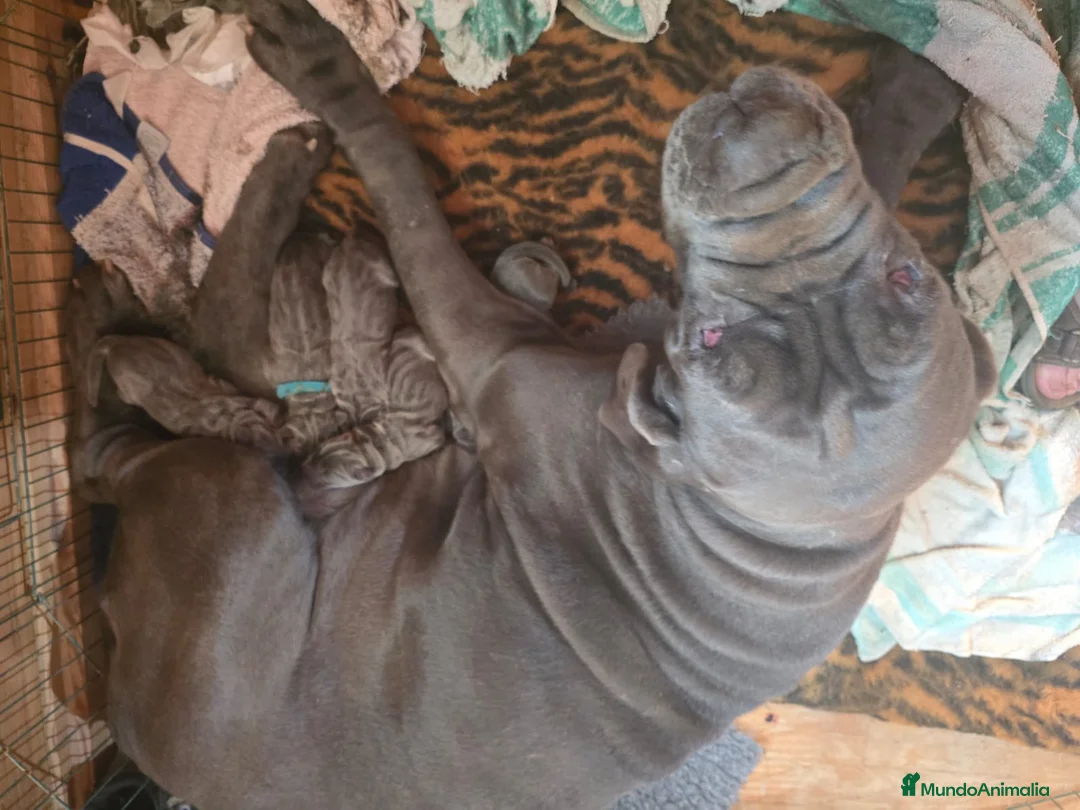 Mastín Napolitano perros en venta: Mastín Napolitano - Anuncio 5