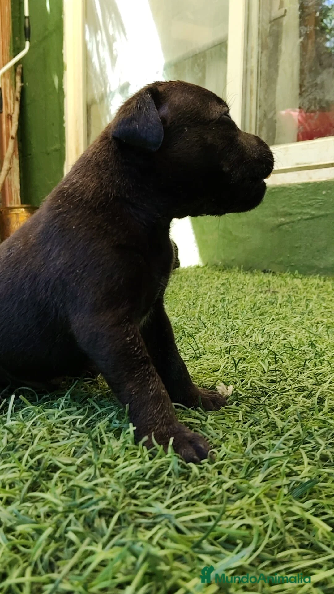 Staffordshire Bull Terrier perros en venta: Staffordshire bull terrier cachorros - Anuncio 11