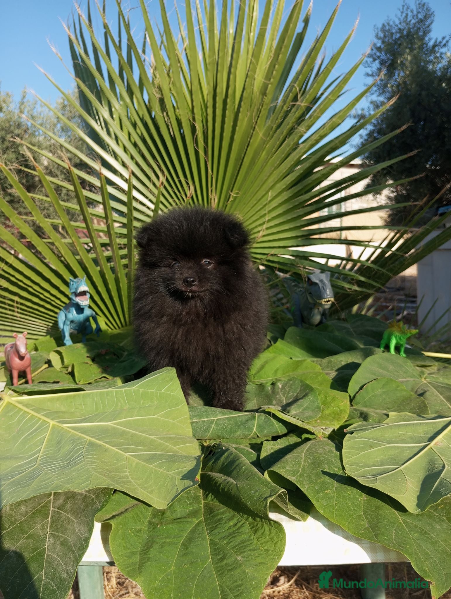 Pomerania perros Pomerania Toy - Anuncio 1