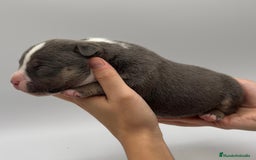 American Bully perros en venta: Cachorros de American Bully - Imagen 6