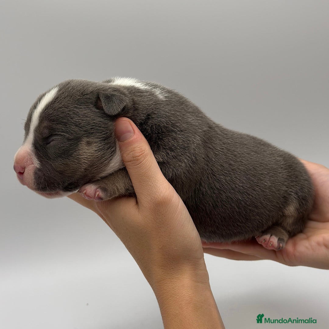 American Bully perros en venta: Cachorros de American Bully - Imagen 6