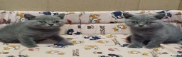Británico de Pelo Corto gatos en venta: British Shorthair  - Anuncio 2