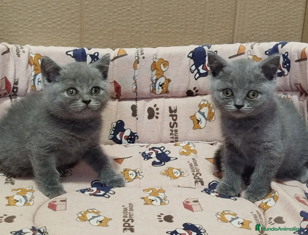 Británico de Pelo Corto gatos en venta: British Shorthair  - Anuncio 2