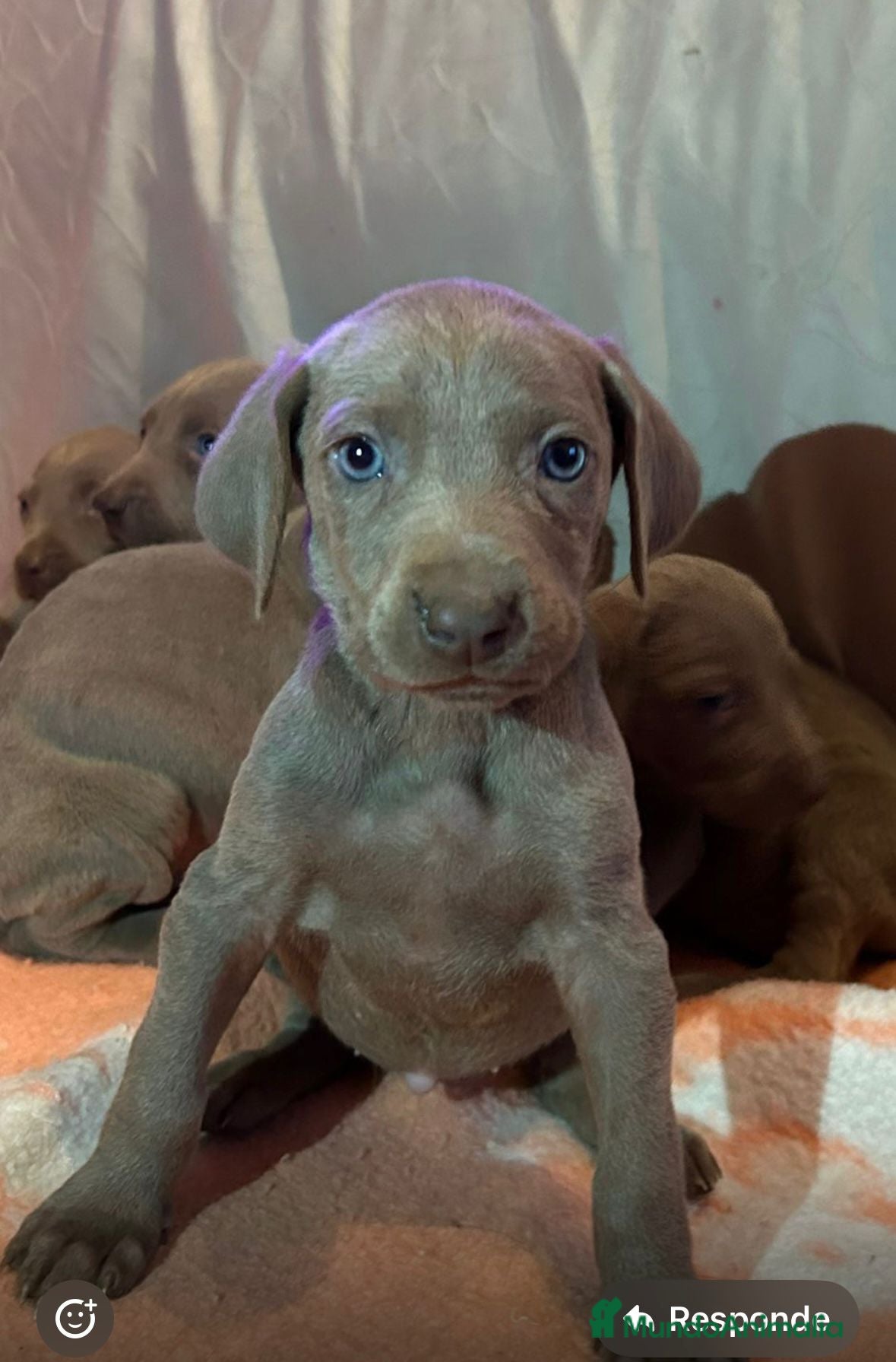 Weimaraner perros Braco de weimar  - Anuncio 1