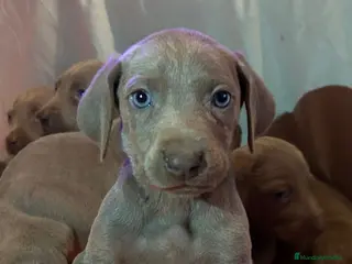 Weimaraner perros Braco de weimar - Anuncio 1