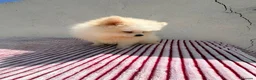 Pomerania perros en venta: Lulu de Pomerania toy  - Anuncio 5