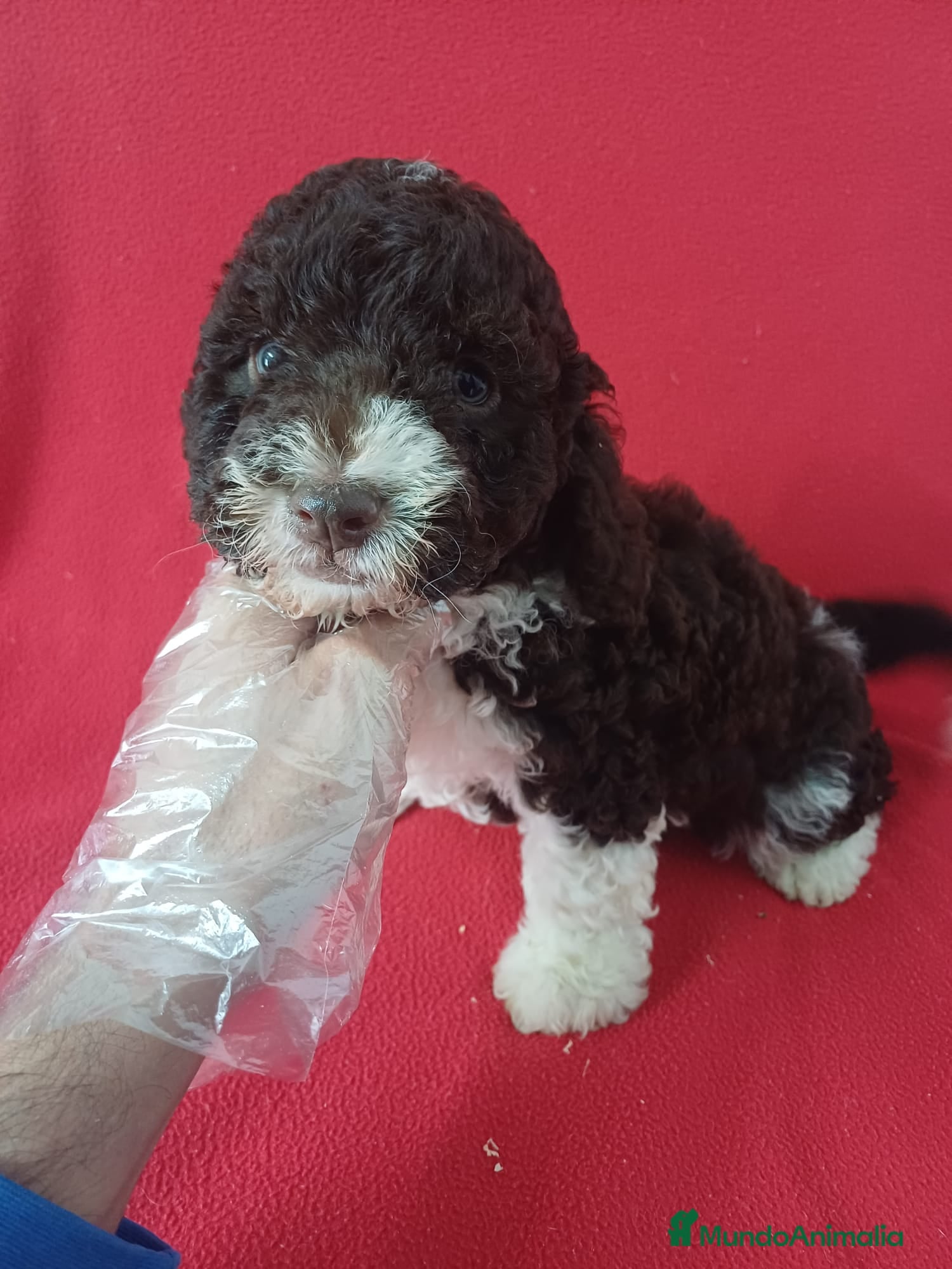 Perro de Agua Español perros Perro de Agua Bicolor  - Anuncio 4