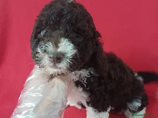 Perro de Agua Español perros Perro de Agua Bicolor - Anuncio 4