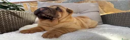 Shar Pei perros en venta: Bebés Shar Pei máxima calidad  - Anuncio 3