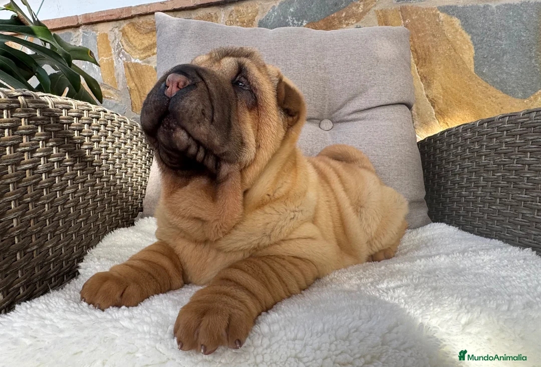 Shar Pei perros en venta: Bebés Shar Pei máxima calidad  - Anuncio 3