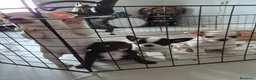 Chihuahua perros en venta: Chihuahuas toys impresionantes  - Anuncio 4