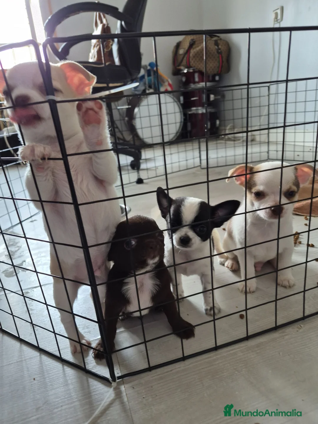 Chihuahua perros en venta: Chihuahuas toys impresionantes  - Anuncio 4