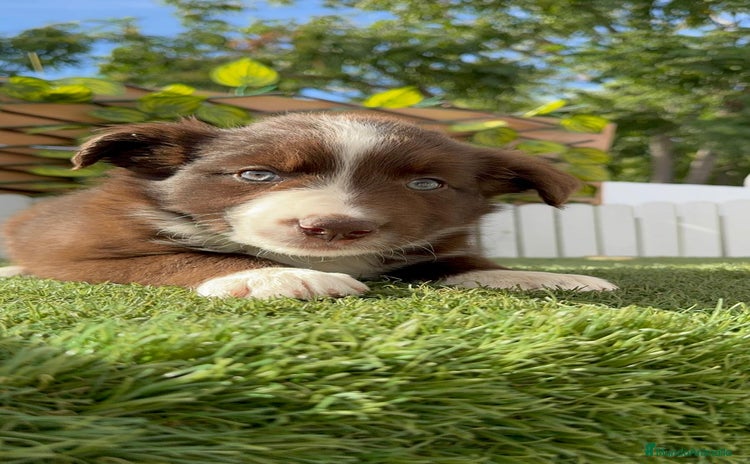 Border Collie perros - Anuncio 4