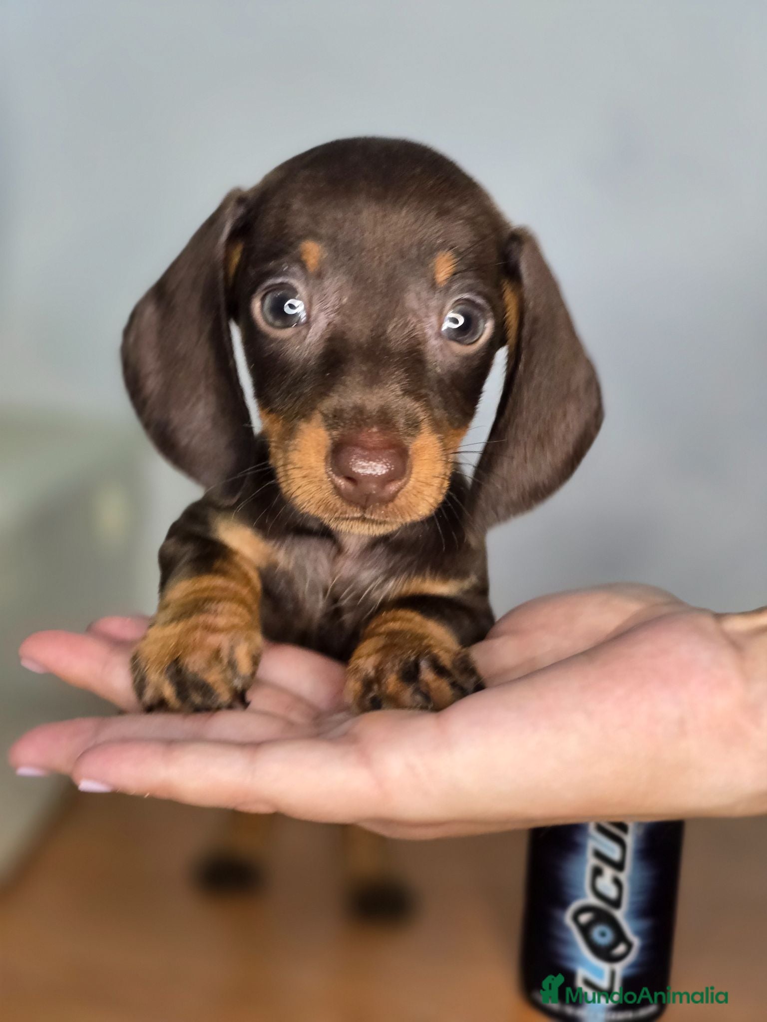 Teckel Miniatura perros Teckel chocolate preciosos - Anuncio 27