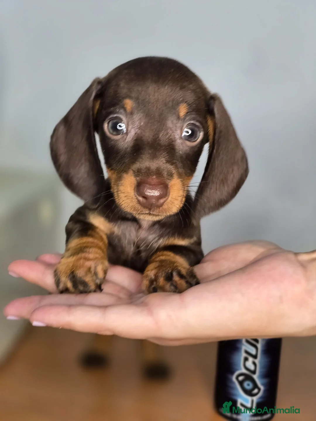 Teckel Miniatura perros en venta: Teckel chocolate preciosos - Anuncio 1