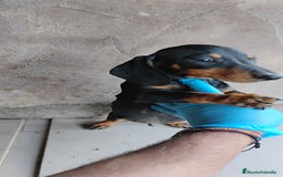 Teckel perros en venta: Cachorro teckel negro y fuego  - Imagen 2
