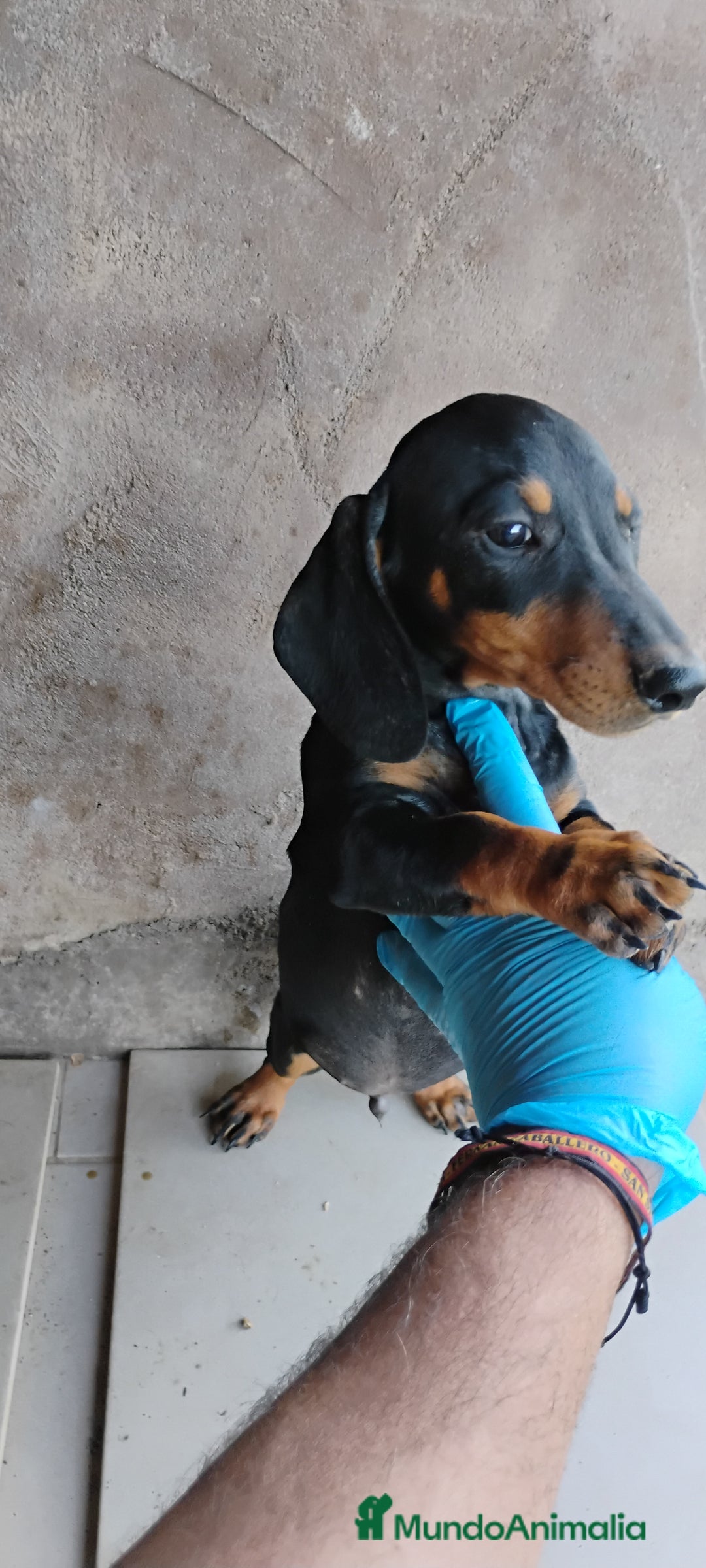 Teckel perros en venta: Cachorro teckel negro y fuego  - Imagen 2