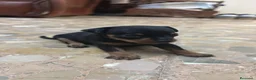 Pinscher Miniatura perros en venta: Pinscher miniatura  en Valencia - Anuncio 6