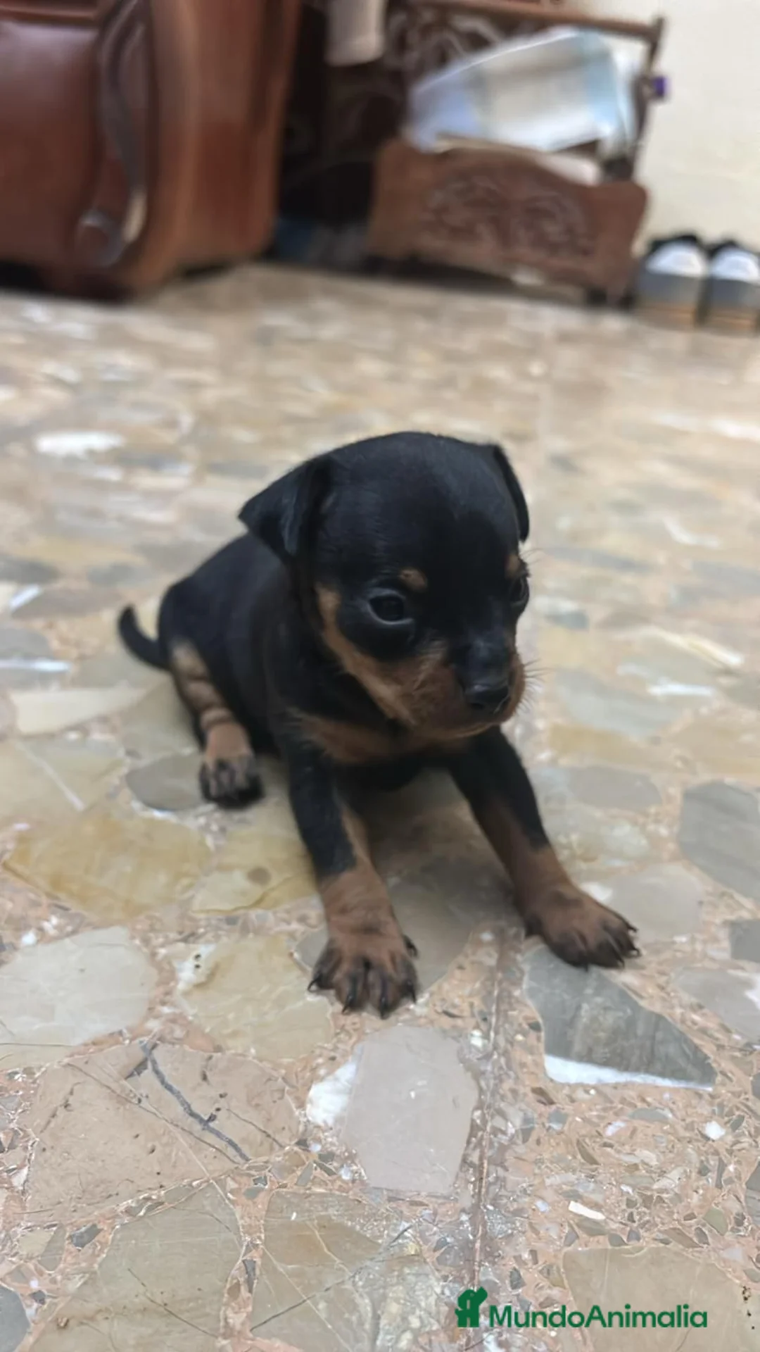 Pinscher Miniatura perros en venta: Pinscher miniatura  en Valencia - Anuncio 6