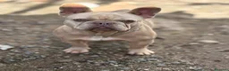 Bulldog Francés perros en venta: Preciosos bulldog francés  - Anuncio 9