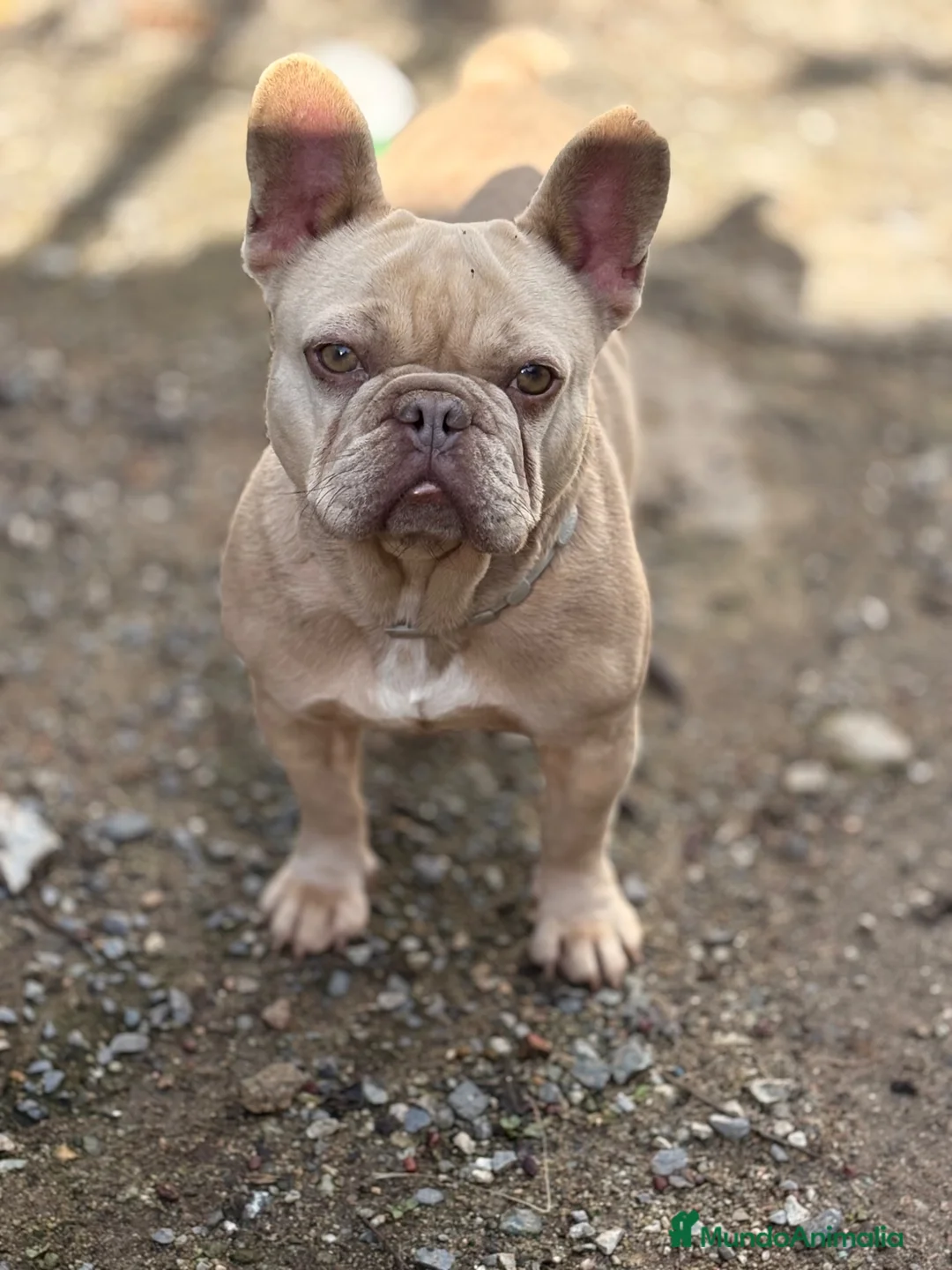 Bulldog Francés perros en venta: Preciosos bulldog francés  - Anuncio 9