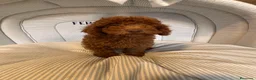 Caniche Enano perros en venta: CACHORRITO DE CANICHE ENANO ROJO - Anuncio 4