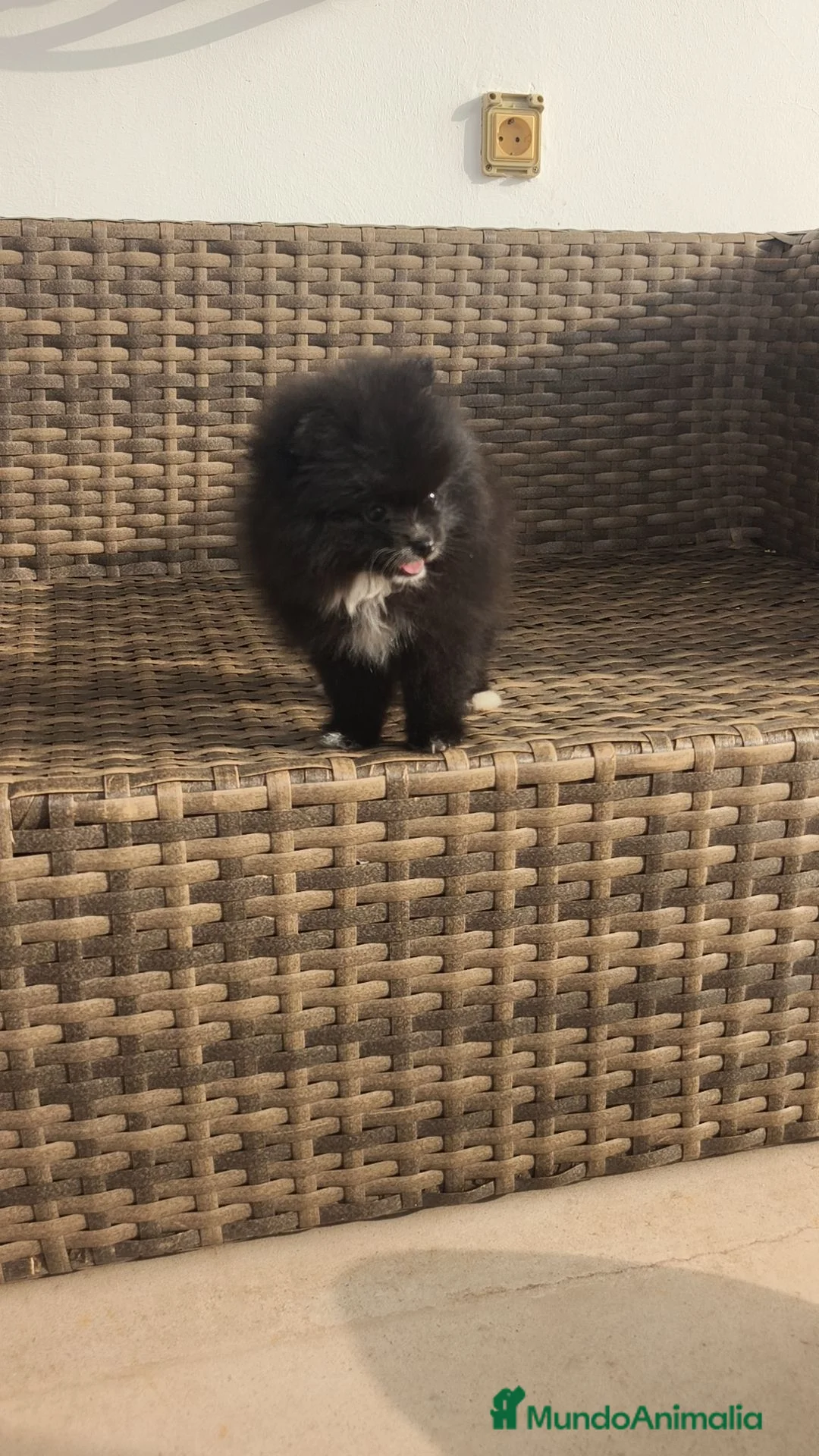 Pomerania perros en venta: Pomerania TOY Negra hembra super Mini  - Anuncio 8