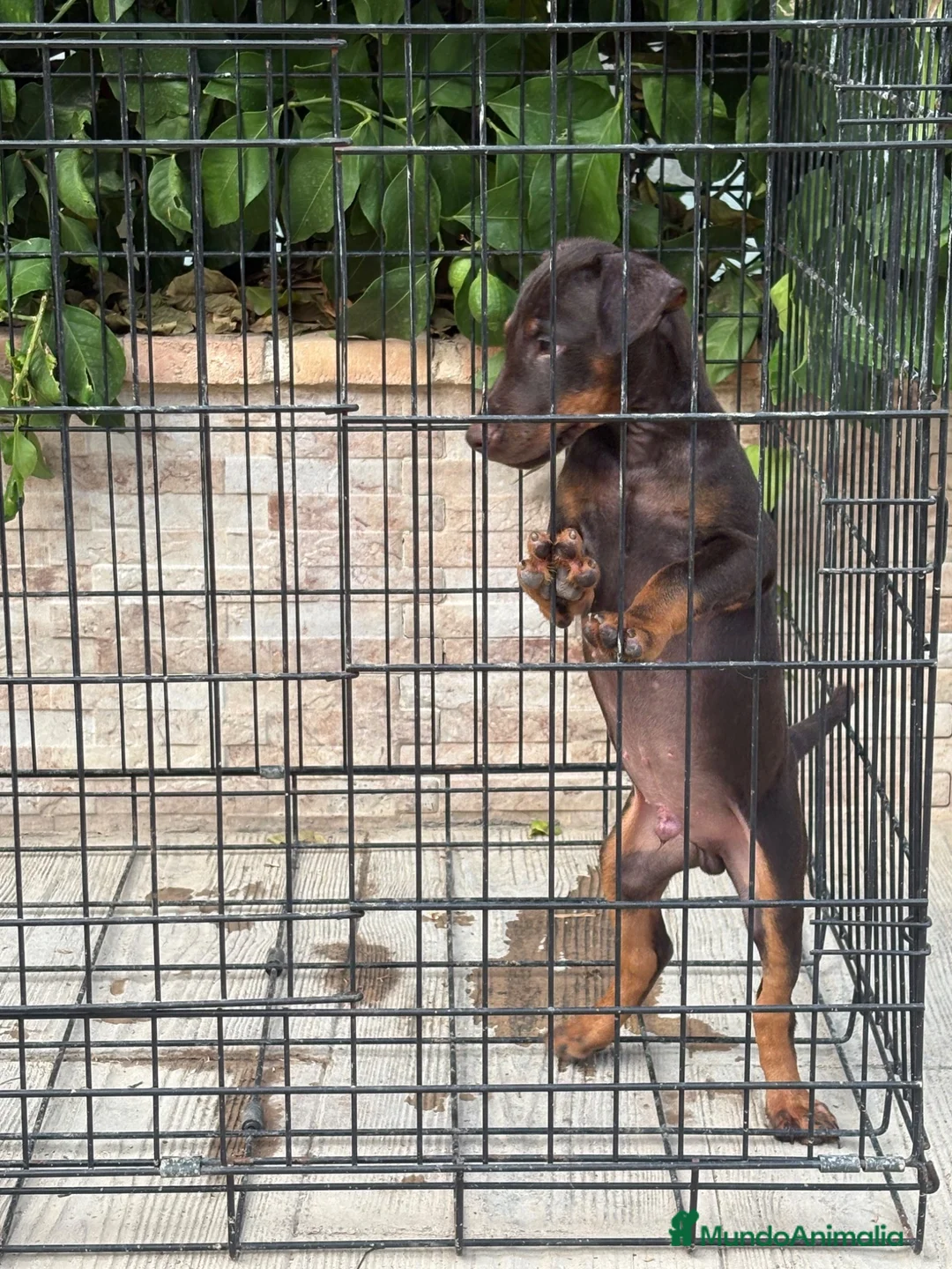Terrier Alemán de Caza perros en venta: Cachorro Jagd terrier chocolate  - Anuncio 4