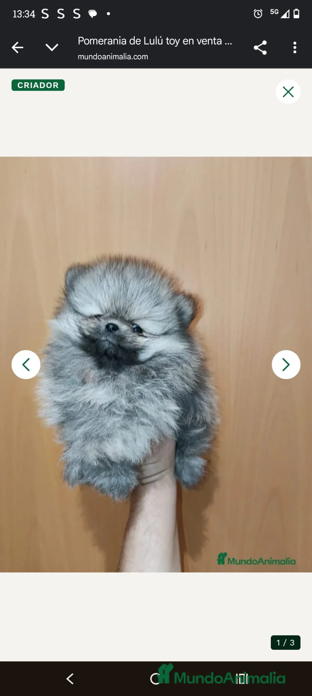 Pomerania perros en venta: Pomerania de Lulú - Anuncio 1