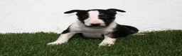 Bull Terrier perros en venta: Bull Terrier  - Anuncio 8