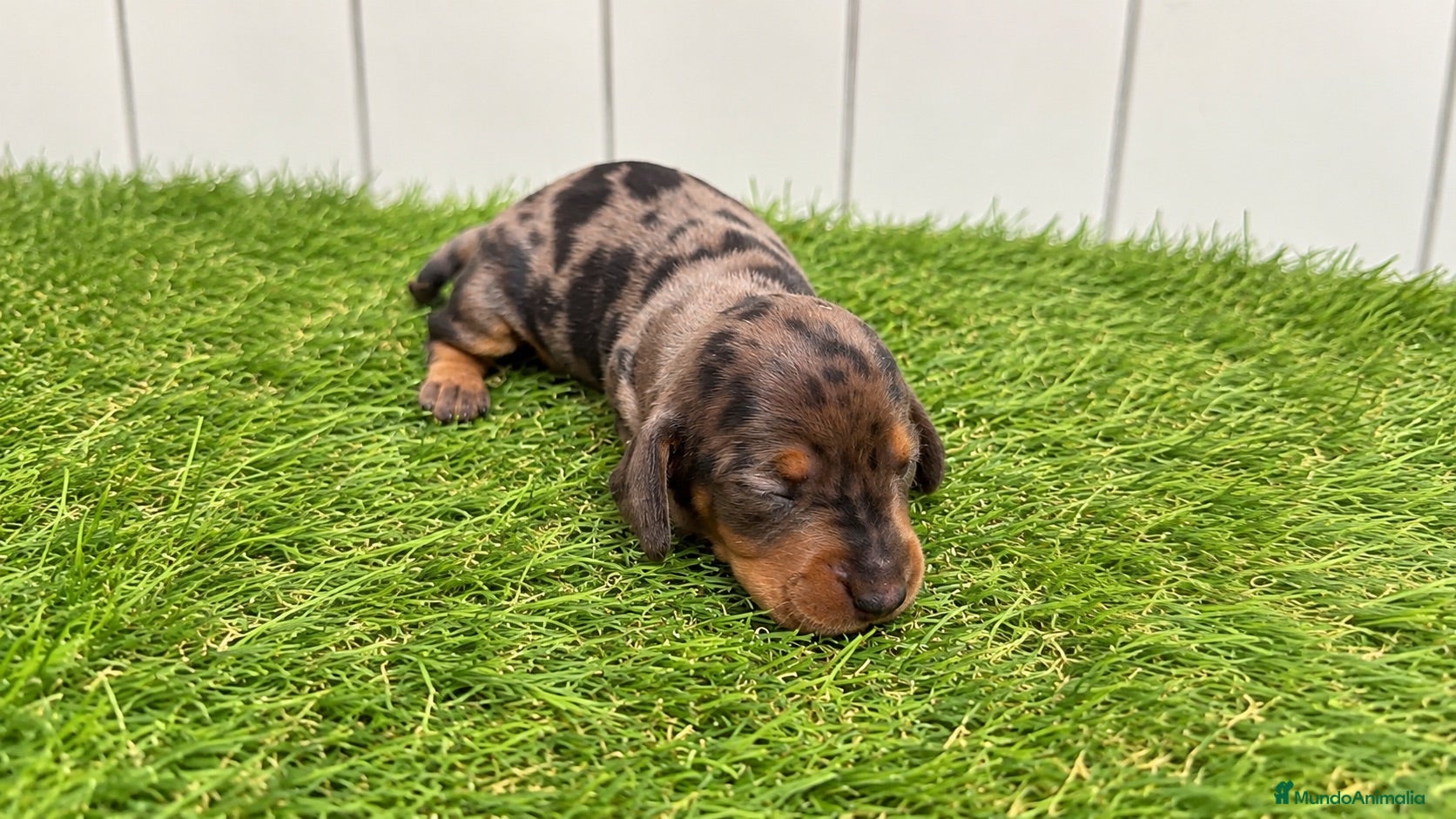 Teckel Miniatura perros Cachorros de Teckel miniatura arlequín  - Anuncio 1