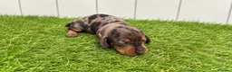 Teckel Miniatura perros en venta: Cachorros de Teckel miniatura arlequín  - Anuncio 1