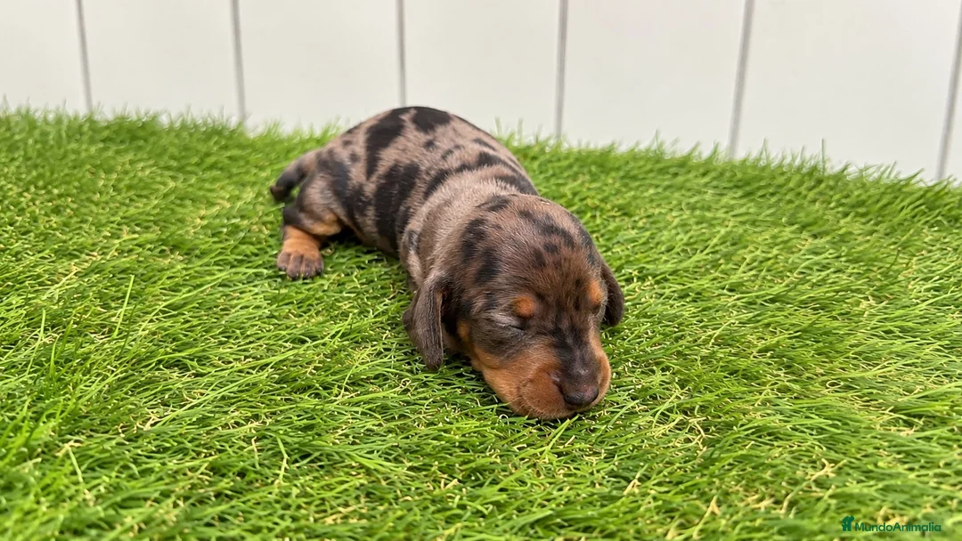 Teckel Miniatura perros en venta: Cachorros de Teckel miniatura arlequín  - Anuncio 1