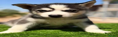 Husky Siberiano 3