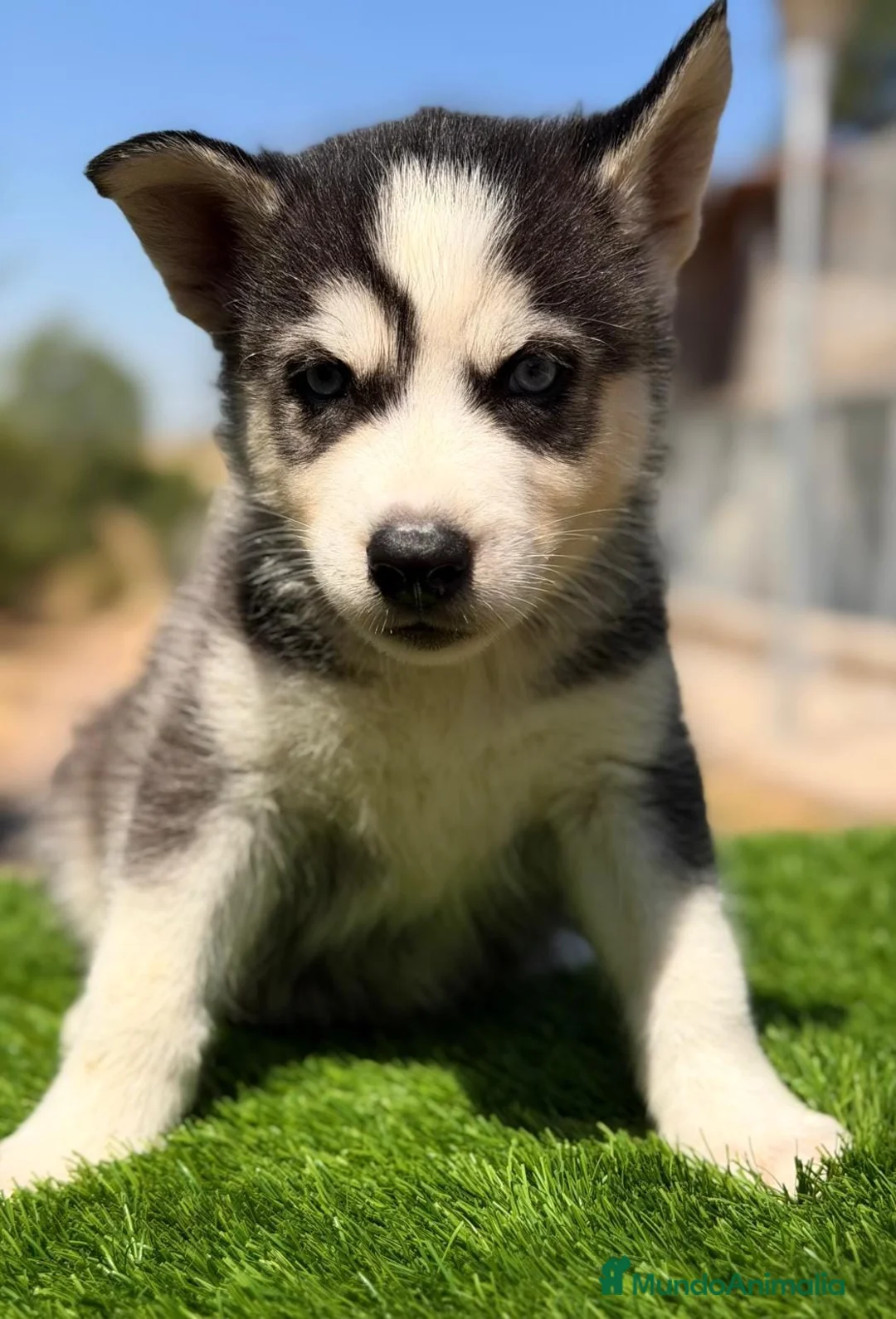 Husky Siberiano perros en venta: HUSKY SIBERIANO PRECIOSA CAMADA - Anuncio 1