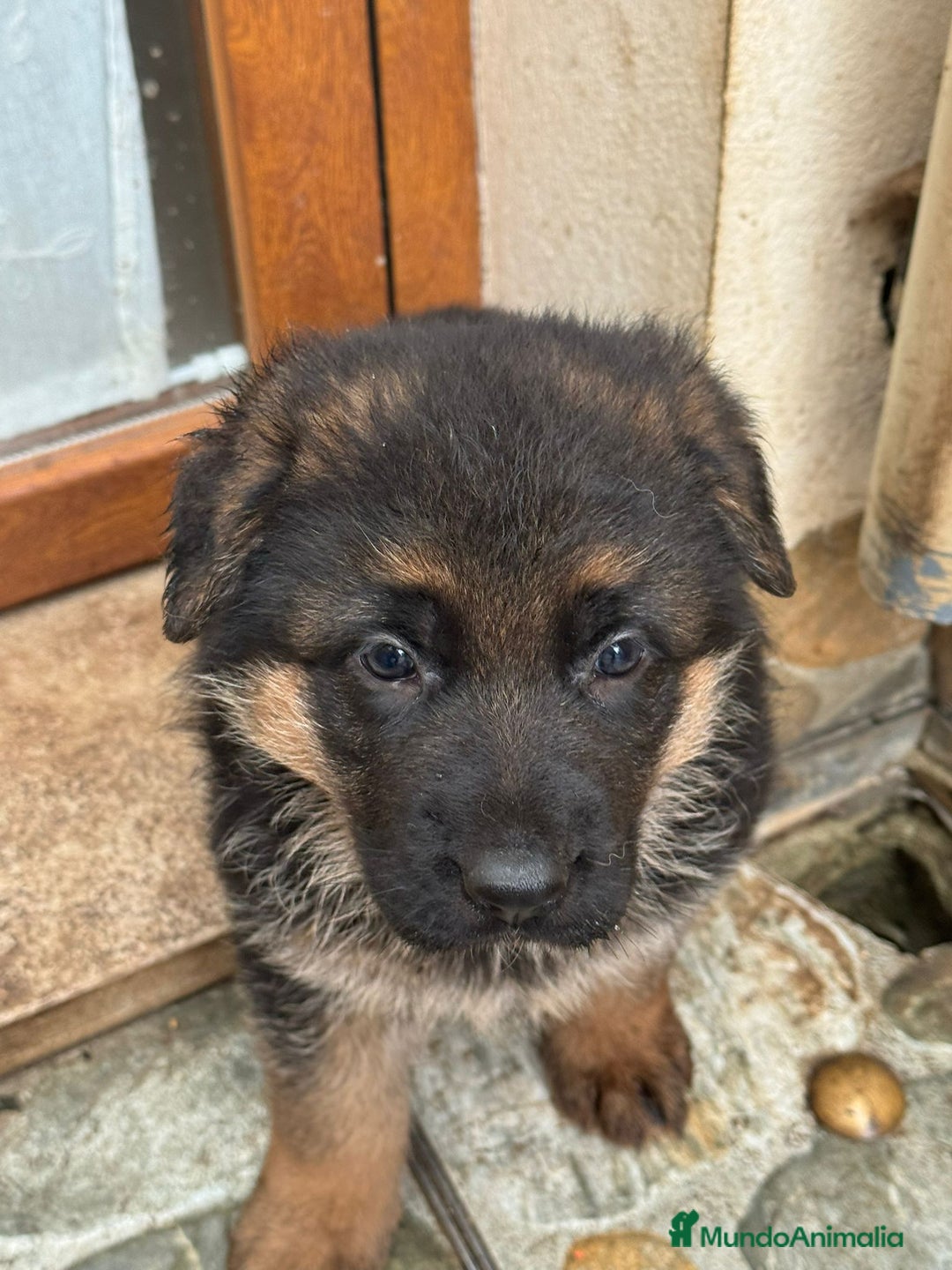 Pastor Alemán perros en venta: Pastor aleman  [ mallorca-baleares] - Anuncio 2