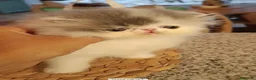 Persa gatos en venta: Gatito Persa Puro - Anuncio 2