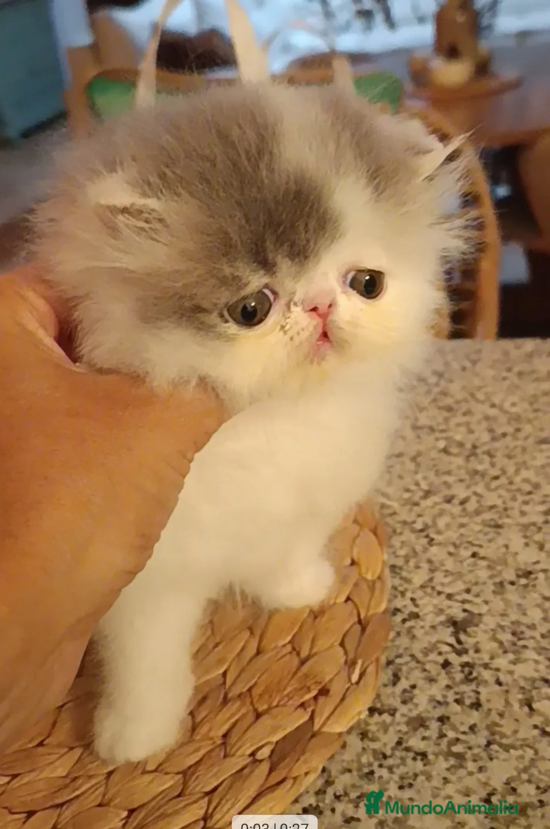 Persa gatos en venta: Gatito Persa Puro - Anuncio 2