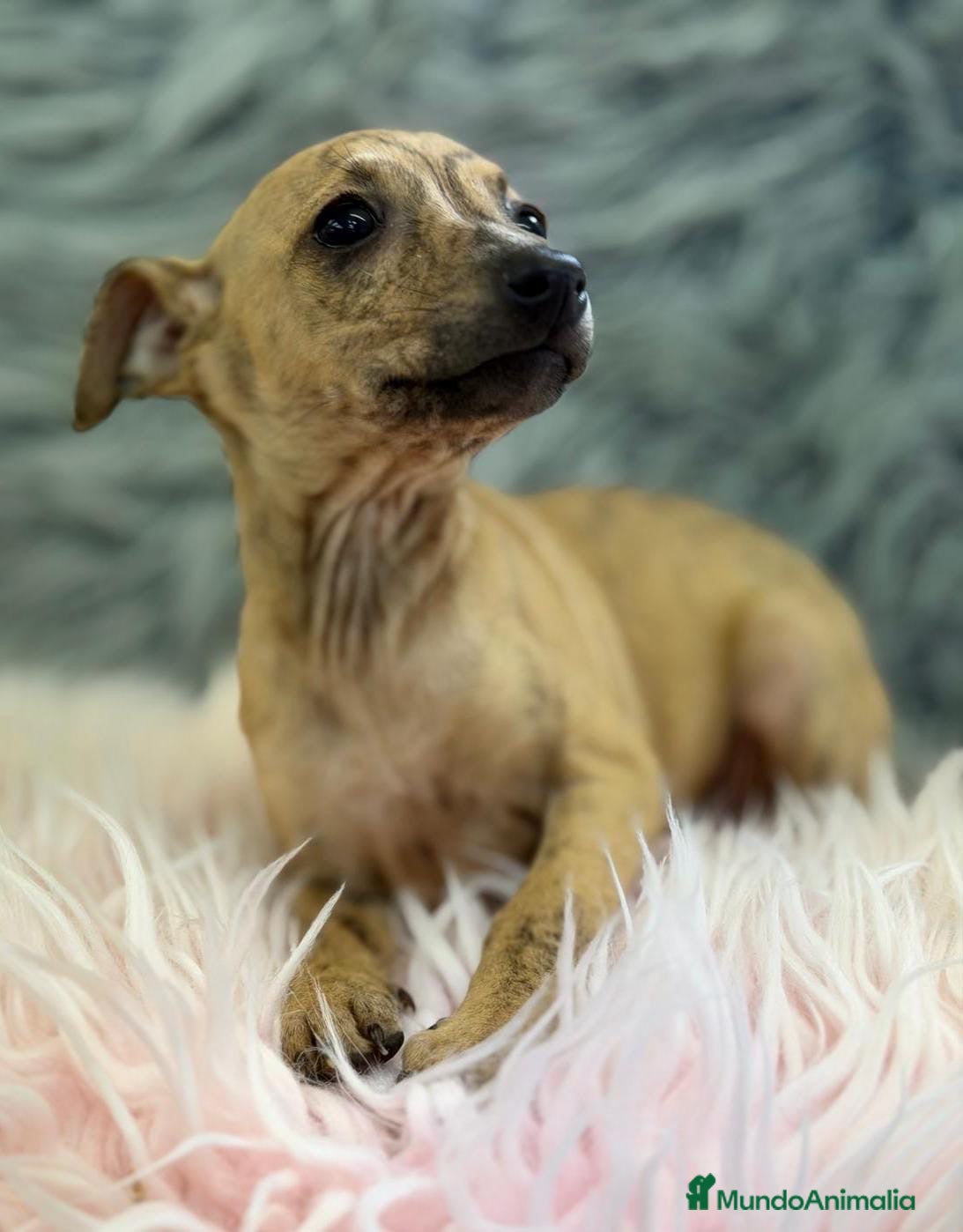 Pequeño Lebrel Italiano perros CAMADA PICCOLO DISPONIBLES  - Anuncio 2